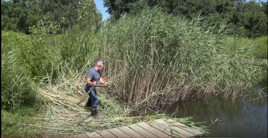 Removal of Lakefront Vegetation Johns Lake Association